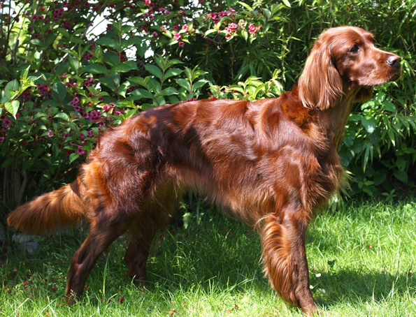 Irish Setter