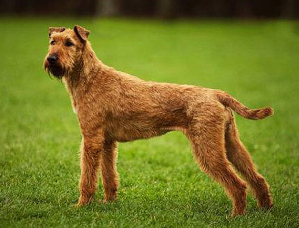 Irish Terrier