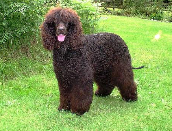 Irish water spaniel