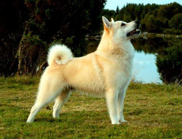 Icelandic dog