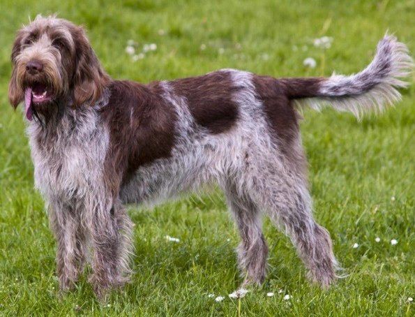 Italian Spinone