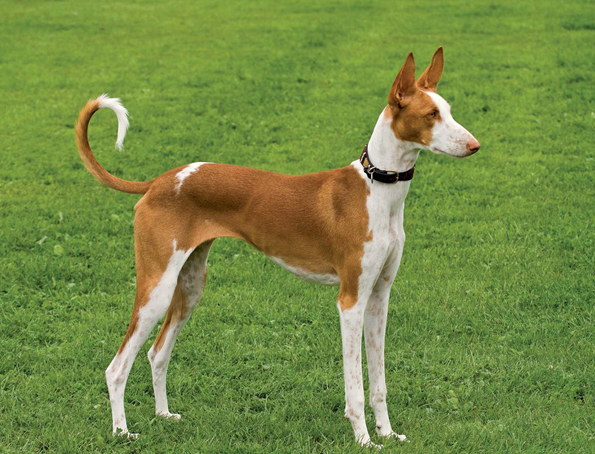 Ibizan greyhound