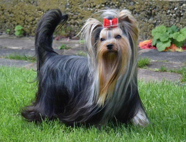 Yorkshire Terrier