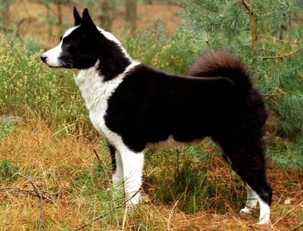 Karelian Bear Dog