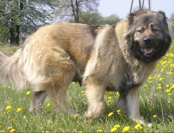 Caucasian Shepherd Dog