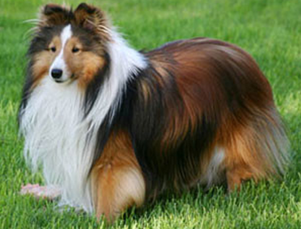 Sheltie