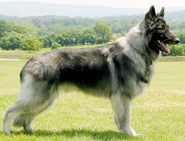 Shilon Sheepdog