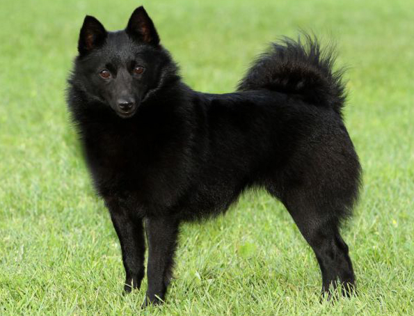 Schipperke