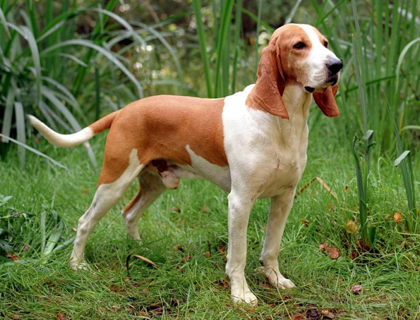 Swiss hound