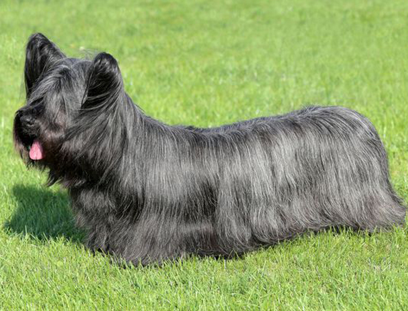 Skye terrier