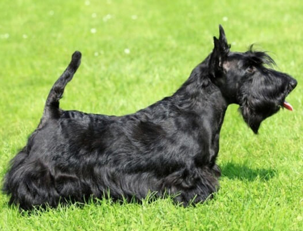 Scotch terrier