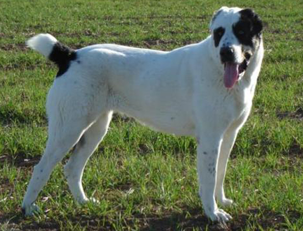 Central asian shepherd dog