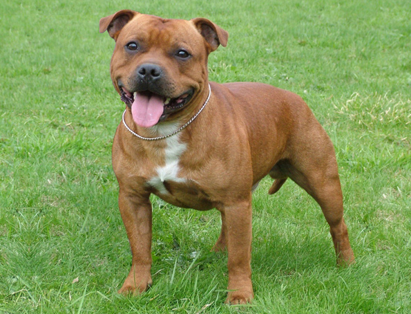 Staffordshire bull terrier