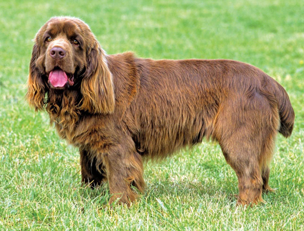 Sussex Spaniel