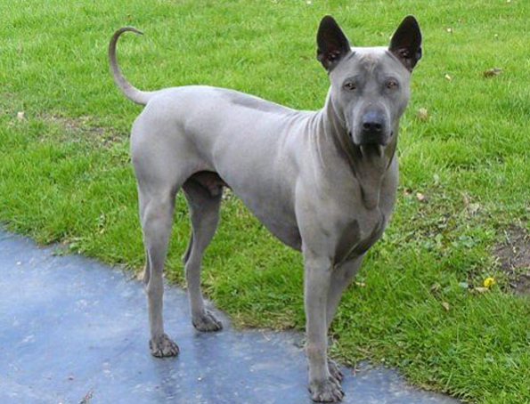 Thai ridgeback