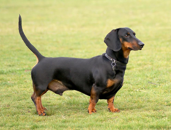 Dachshund