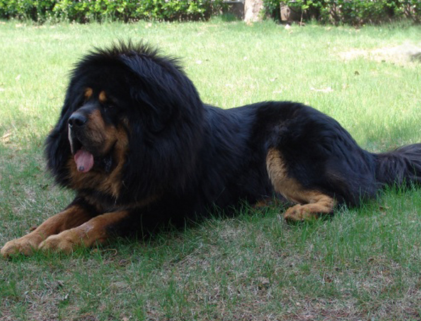 Tibetan mastiff