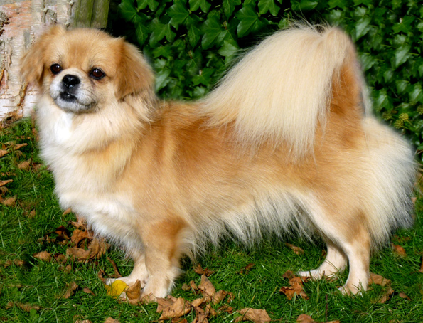 Tibetan spaniel