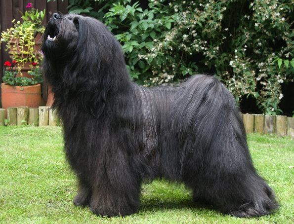 Tibetan terrier