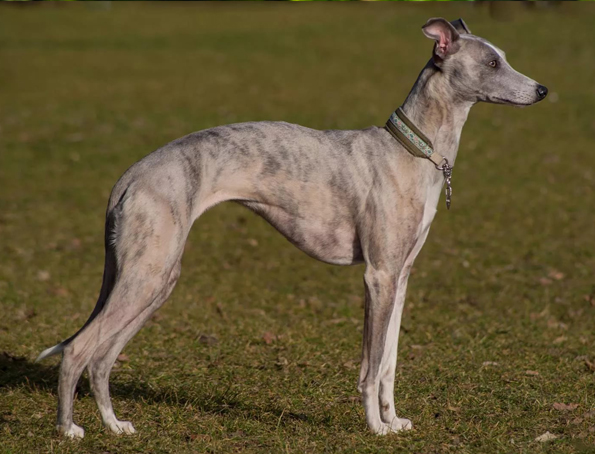 Whippet