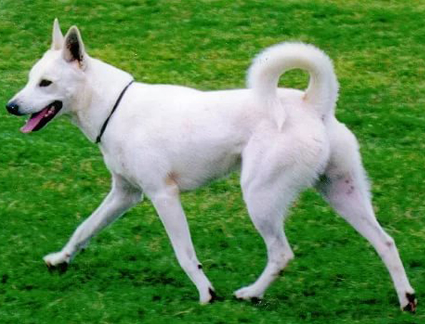 Canaan dog