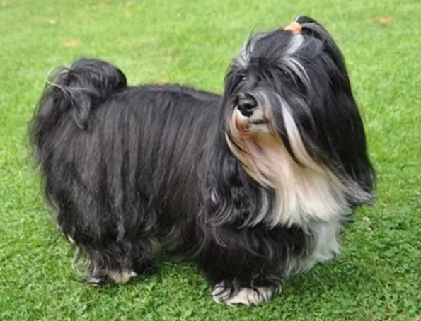 Havanese