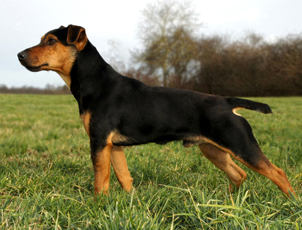 Jagd terrier