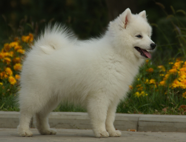 Japanese spitz