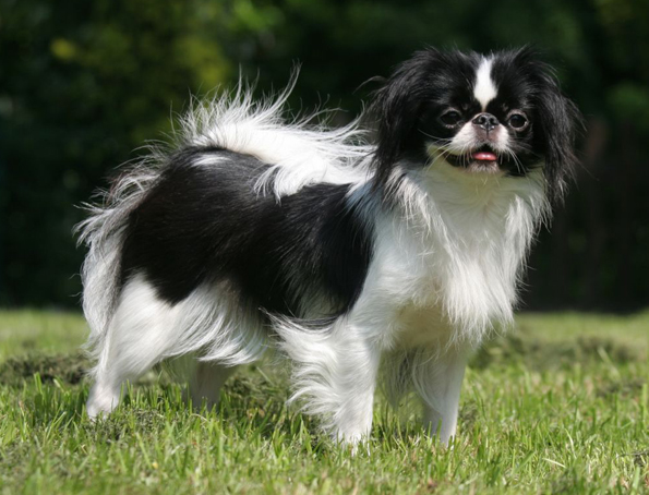 Japanese Chin