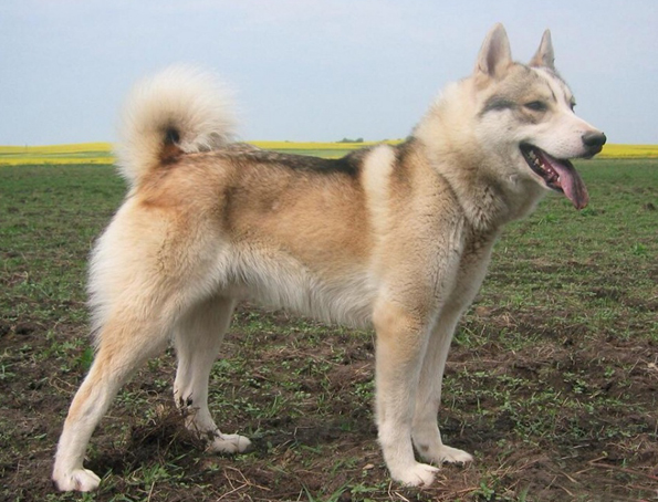 West Siberian Laika