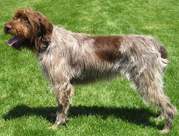 Wirehaired Griffin